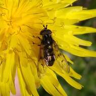 Image of Ferdinandea fumipennis Kassebeer 1999