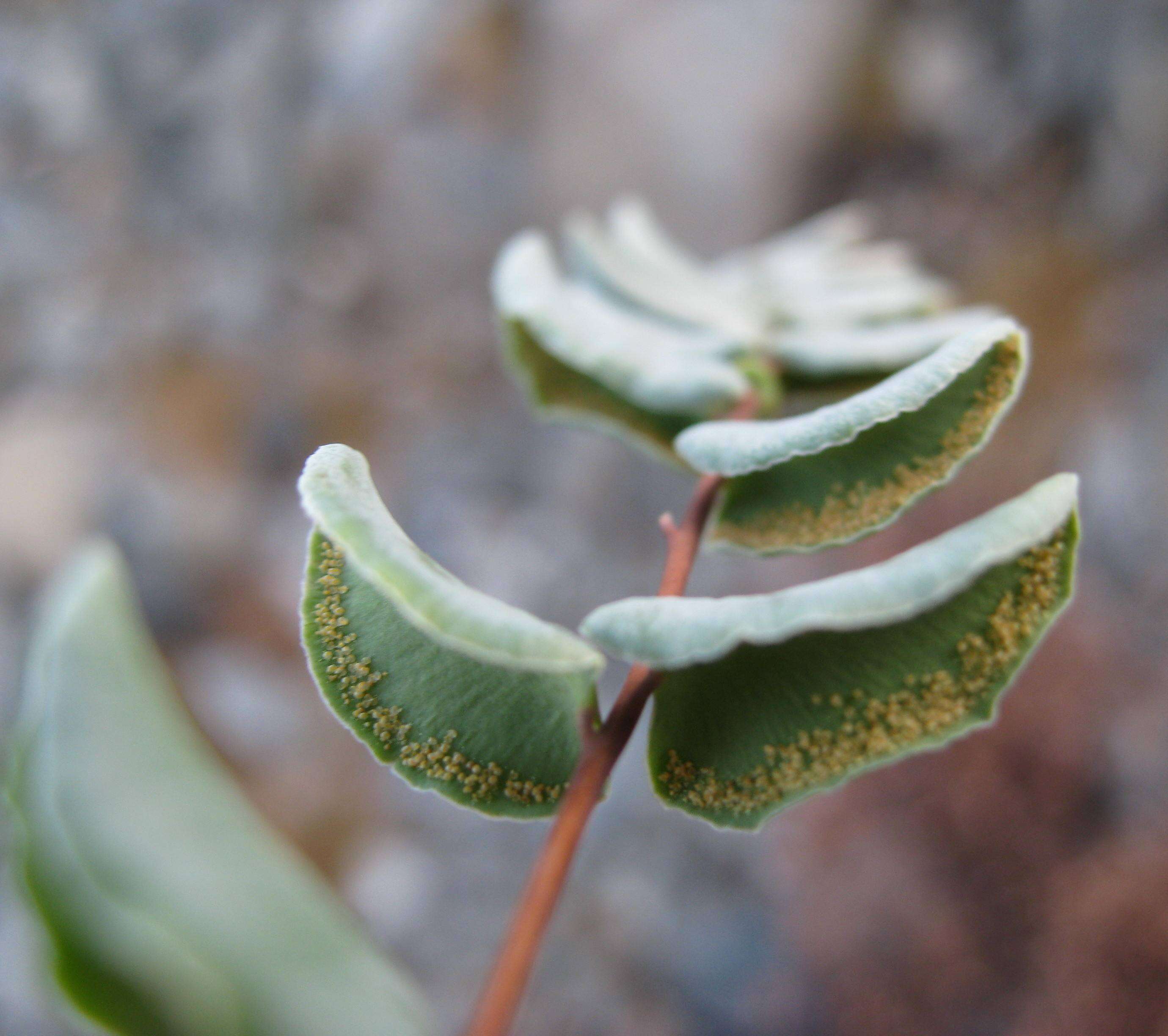 Слика од Pellaea bridgesii Hook.