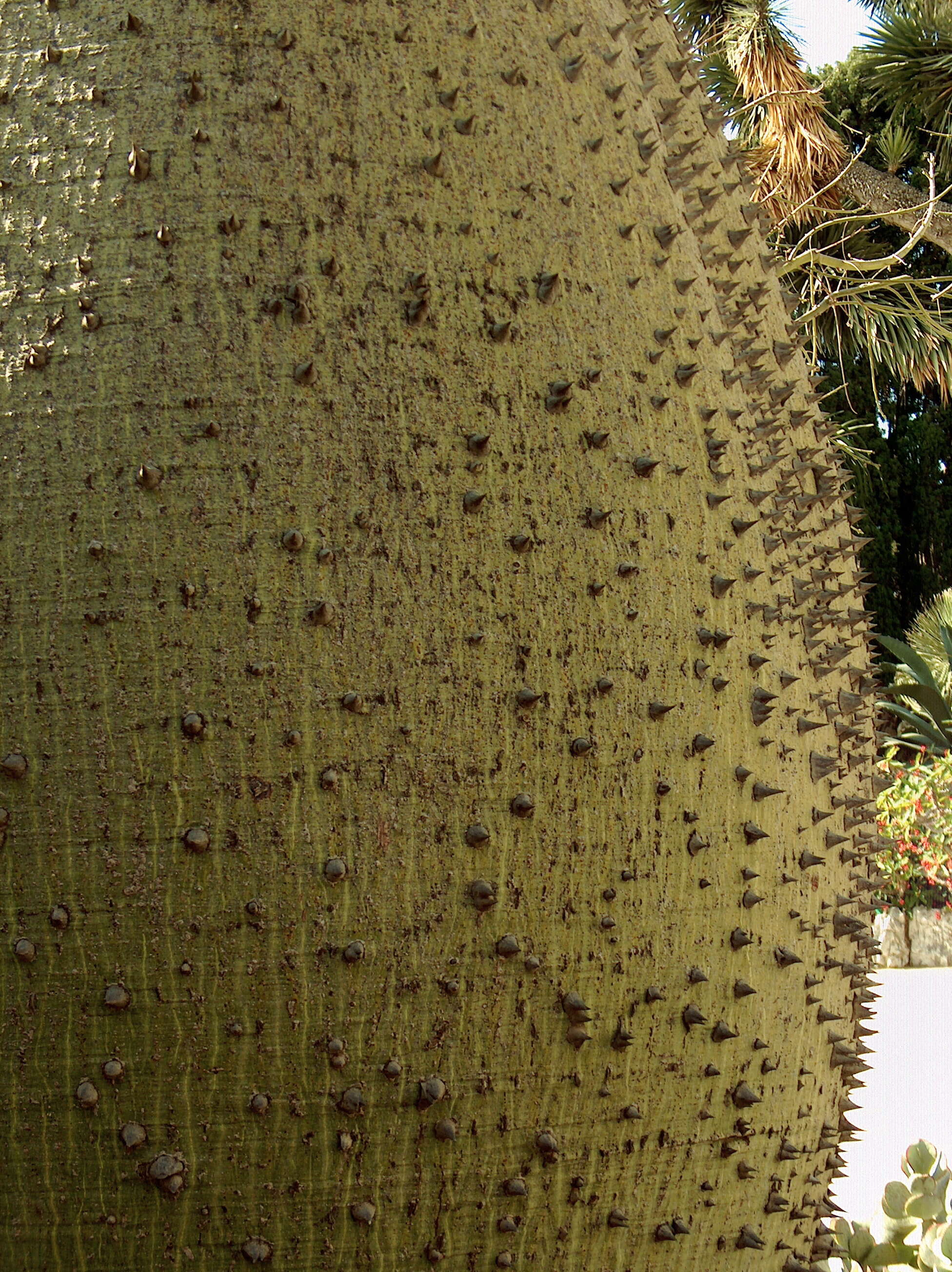 Image of Ceiba chodatii (Hassl.) P. Ravenna