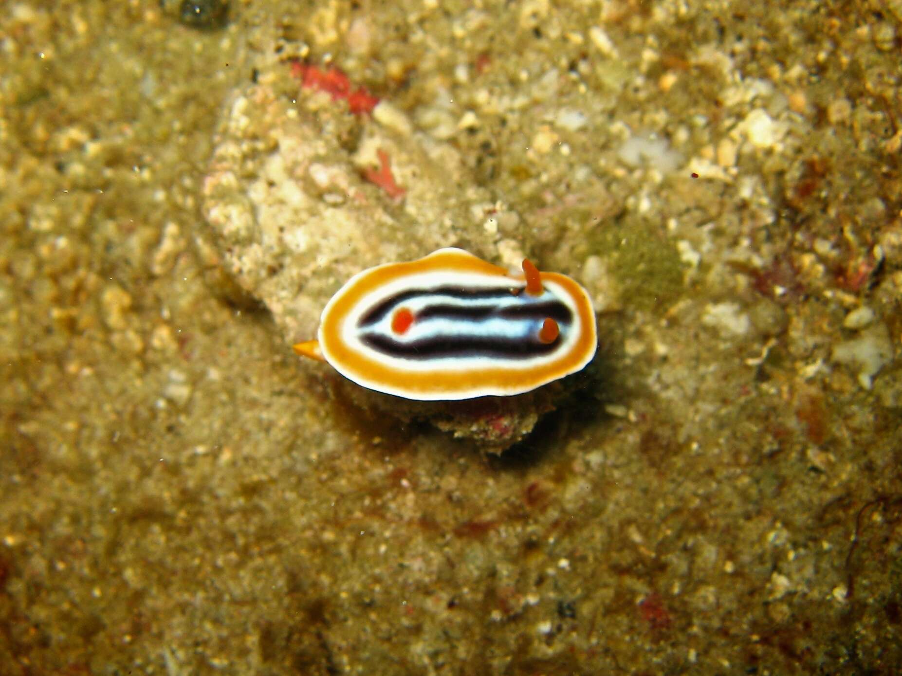 Image de Chromodoris magnifica (Quoy & Gaimard 1832)