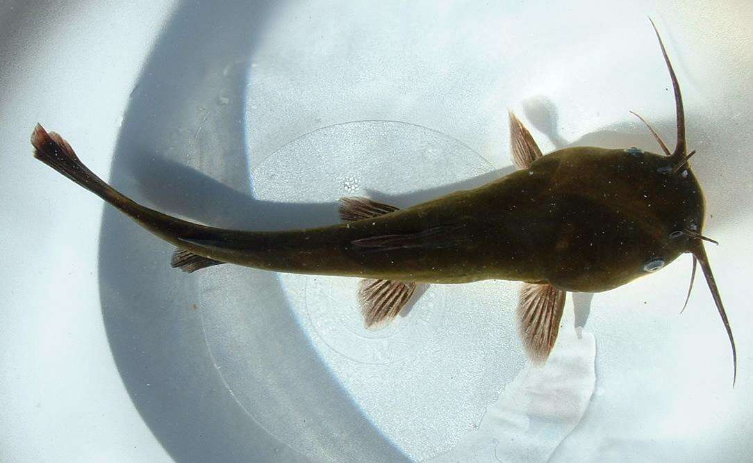 Image of Black Bullhead