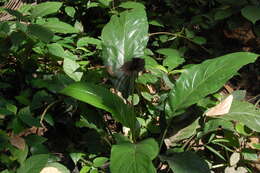 Image of black bat flower