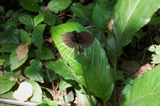 صورة Tacca chantrieri André