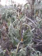 Image of Ambrosia arborescens Mill.