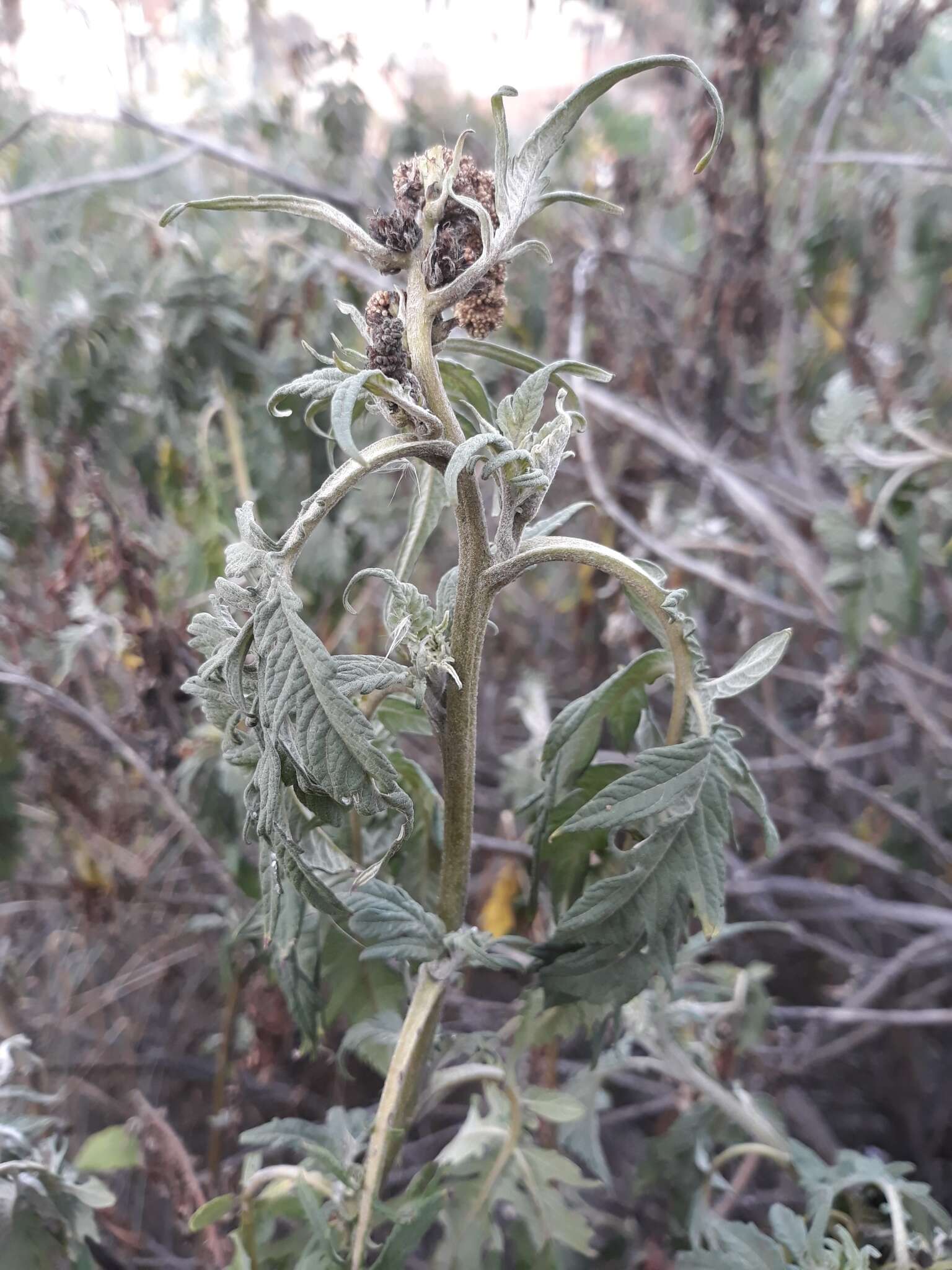 Imagem de Ambrosia arborescens Mill.