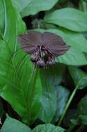 Image of black bat flower