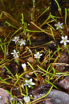 Image of Welsh mudwort