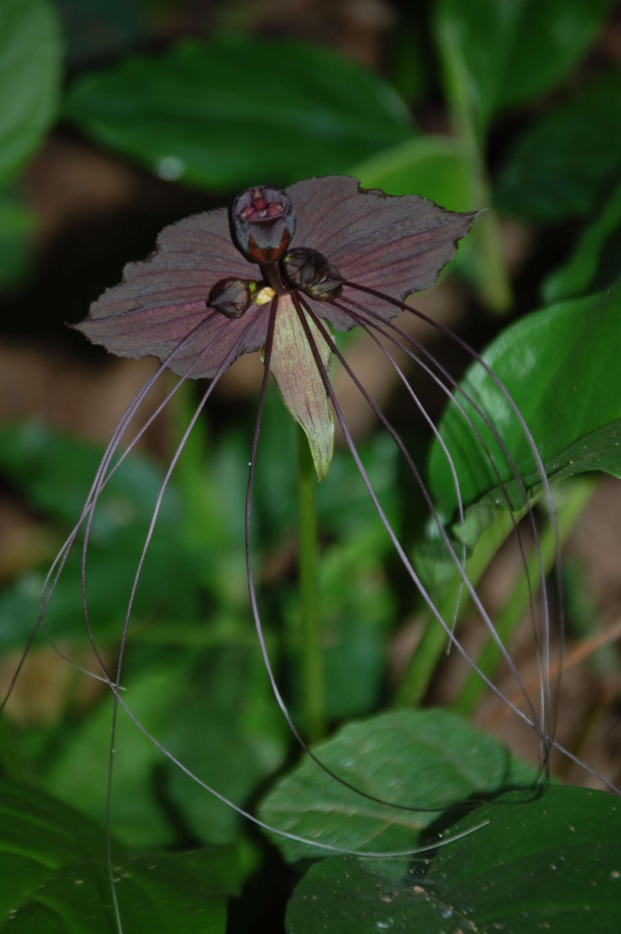 Image of black bat flower