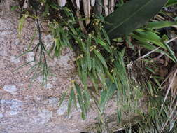 Image of Octomeria crassifolia Lindl.