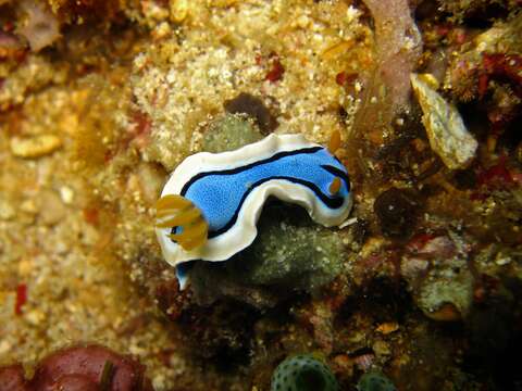 Image of Chromodoris annae Bergh 1877