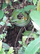 Image of Green Rat Snake