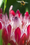 Image of Broad-leaved protea