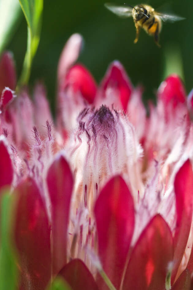 Image of Broad-leaved protea