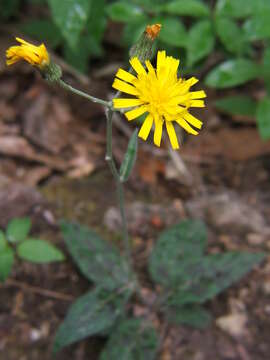 Imagem de Hieracium maculatum Schrank