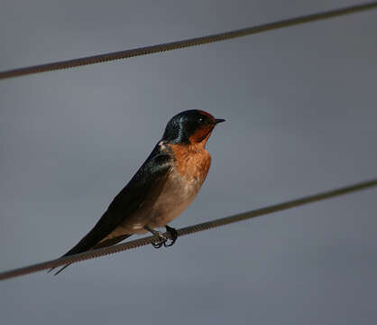 Image of Welcome Swallow