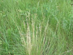 Imagem de Stipa pennata subsp. sabulosa (Pacz.) Tzvelev