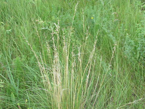 Image of Stipa pennata subsp. sabulosa (Pacz.) Tzvelev