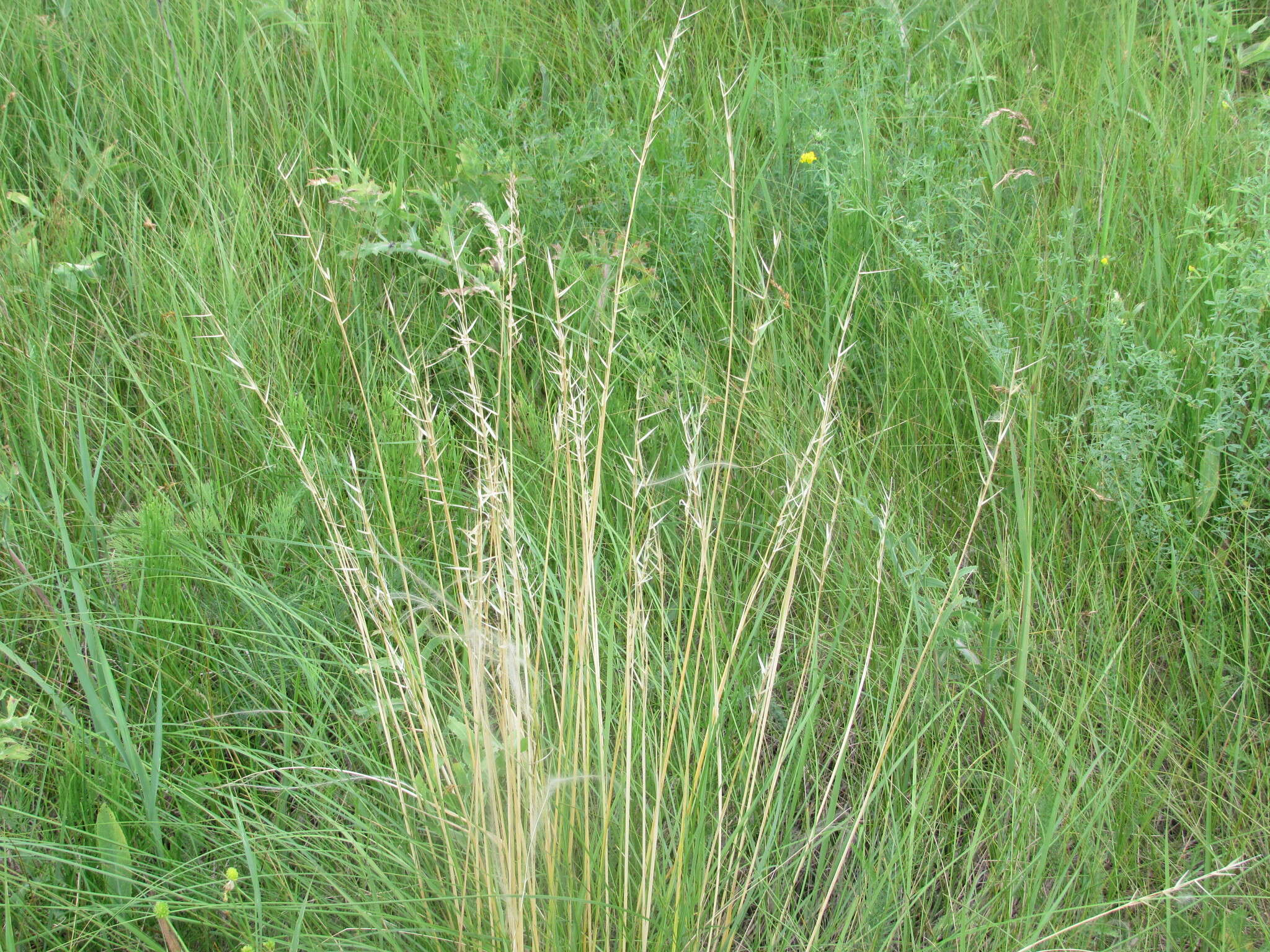 Image of Stipa pennata subsp. sabulosa (Pacz.) Tzvelev