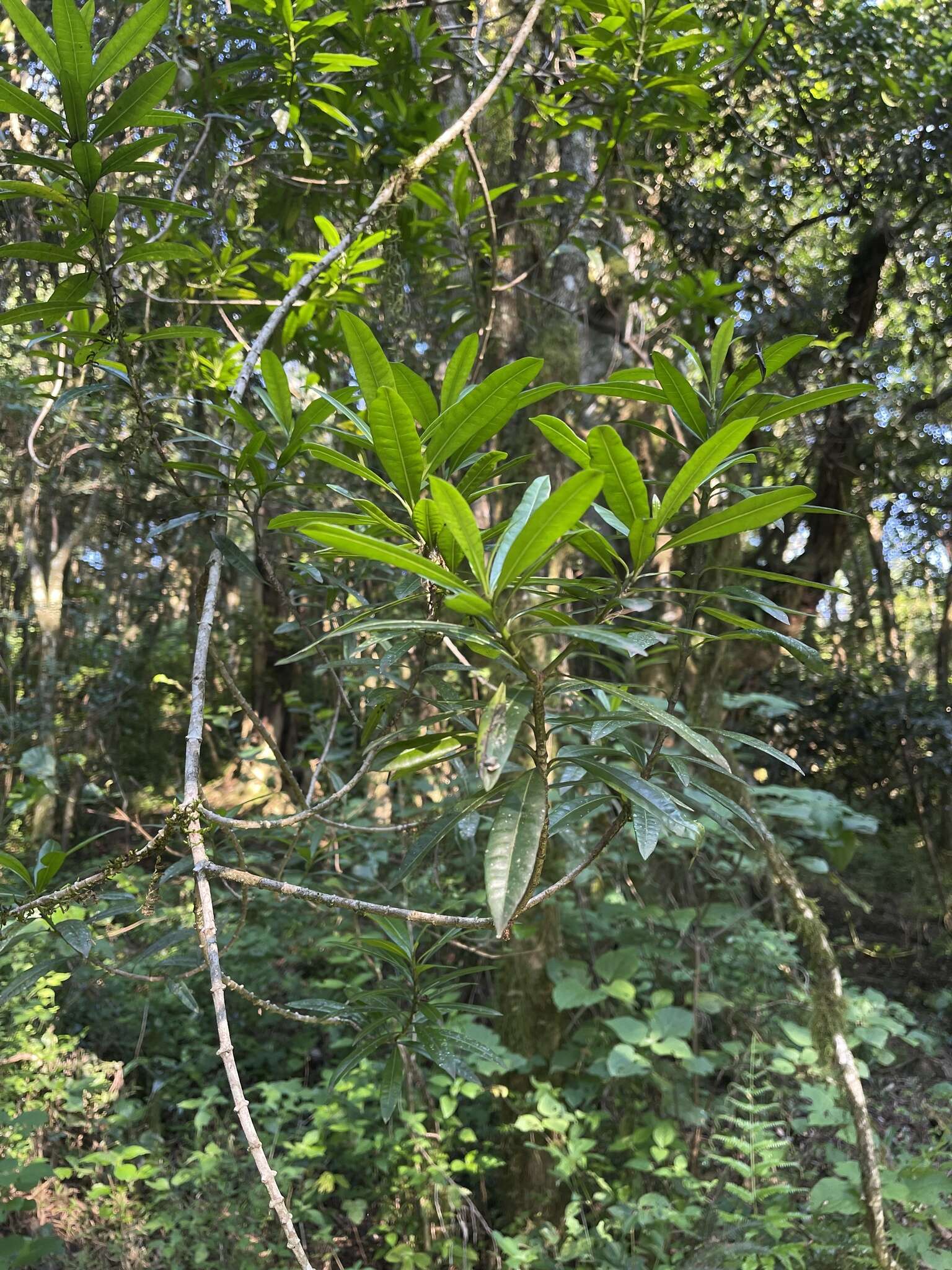 Image de Strophanthus speciosus (Ward & Harv.) Reber