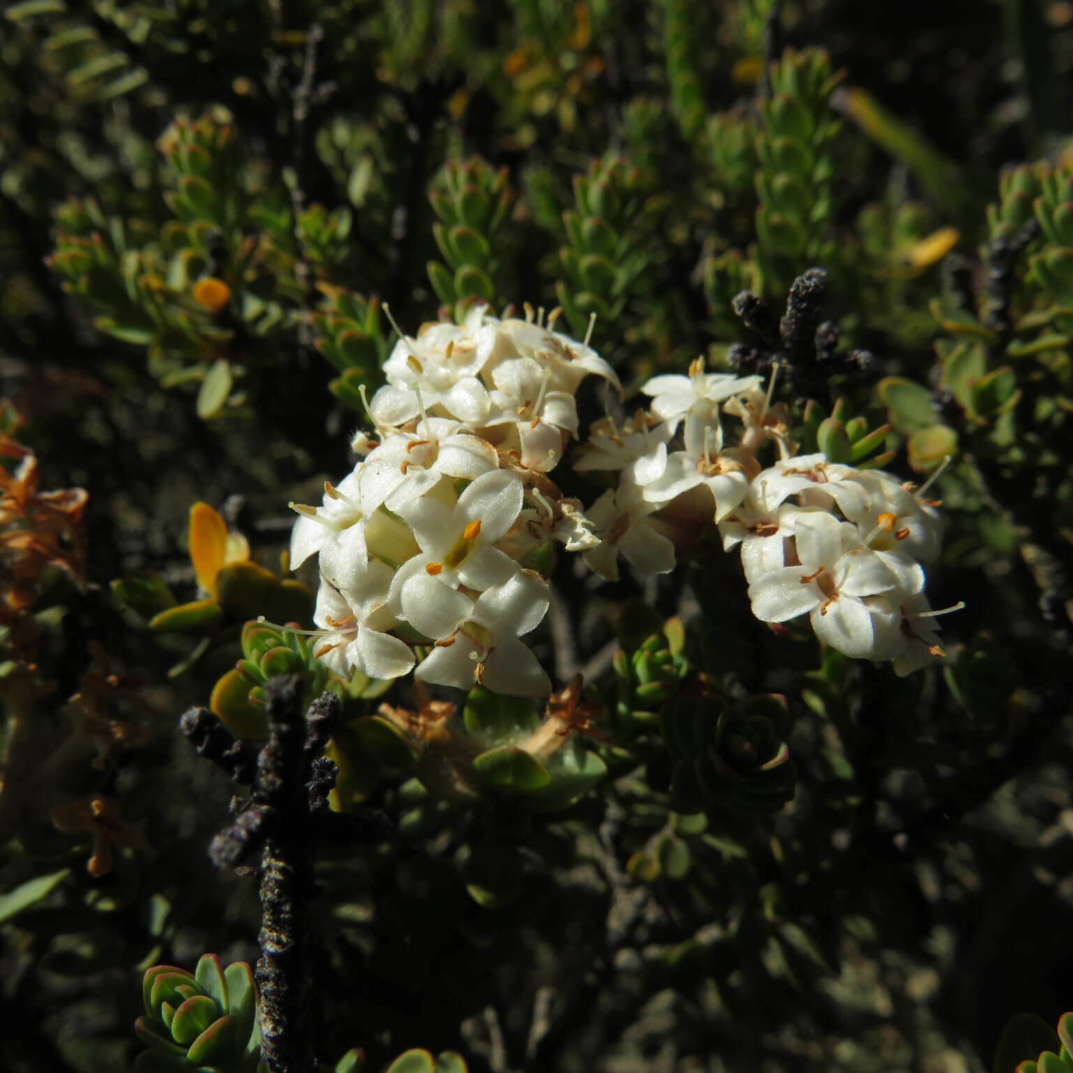 Image of Pimelea traversii Hook. fil.