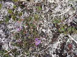 Image de Oxytropis revoluta Ledeb.