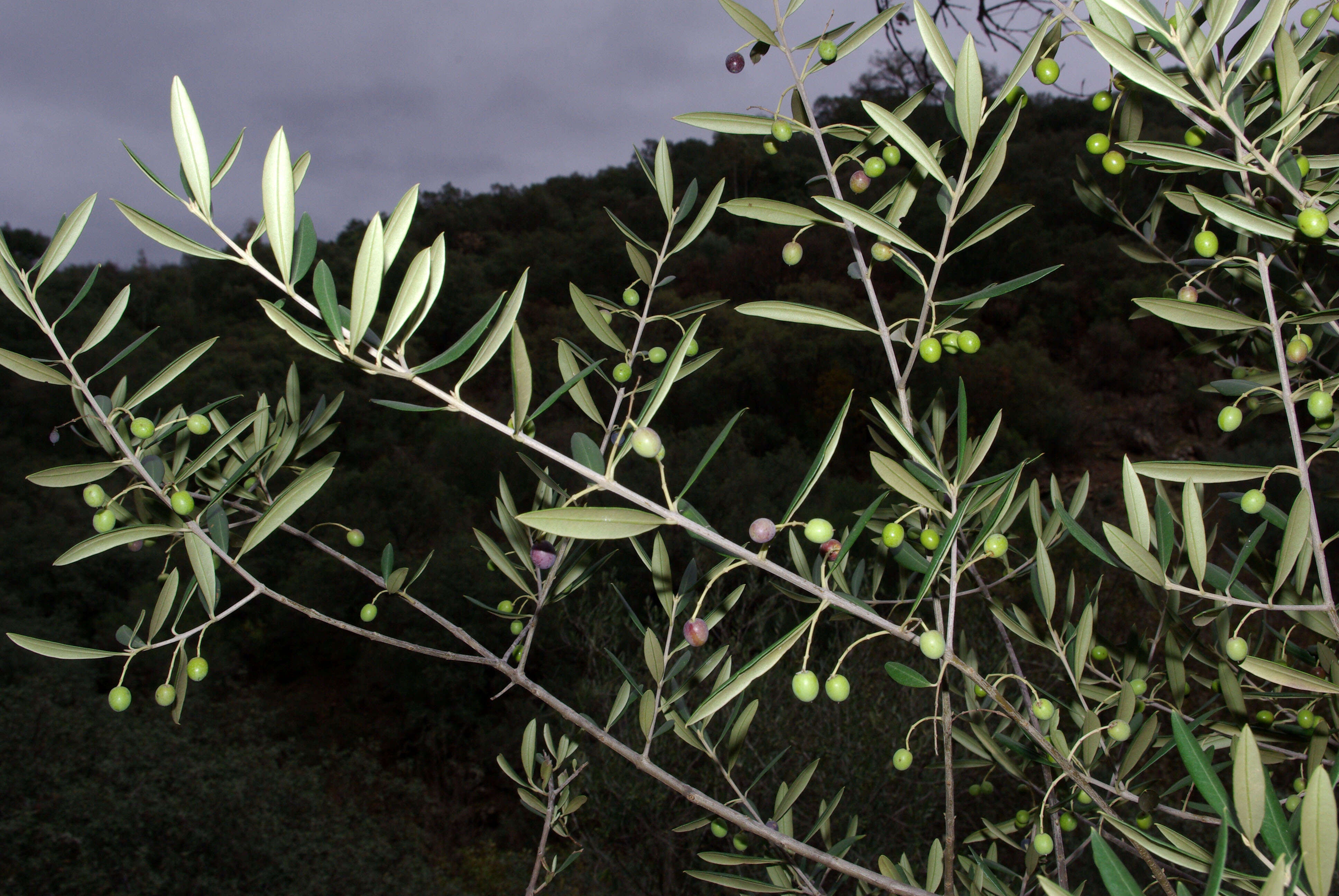 Plancia ëd Olea europaea L.