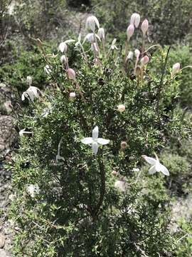 Plancia ëd Bouvardia erecta (DC.) Standl.