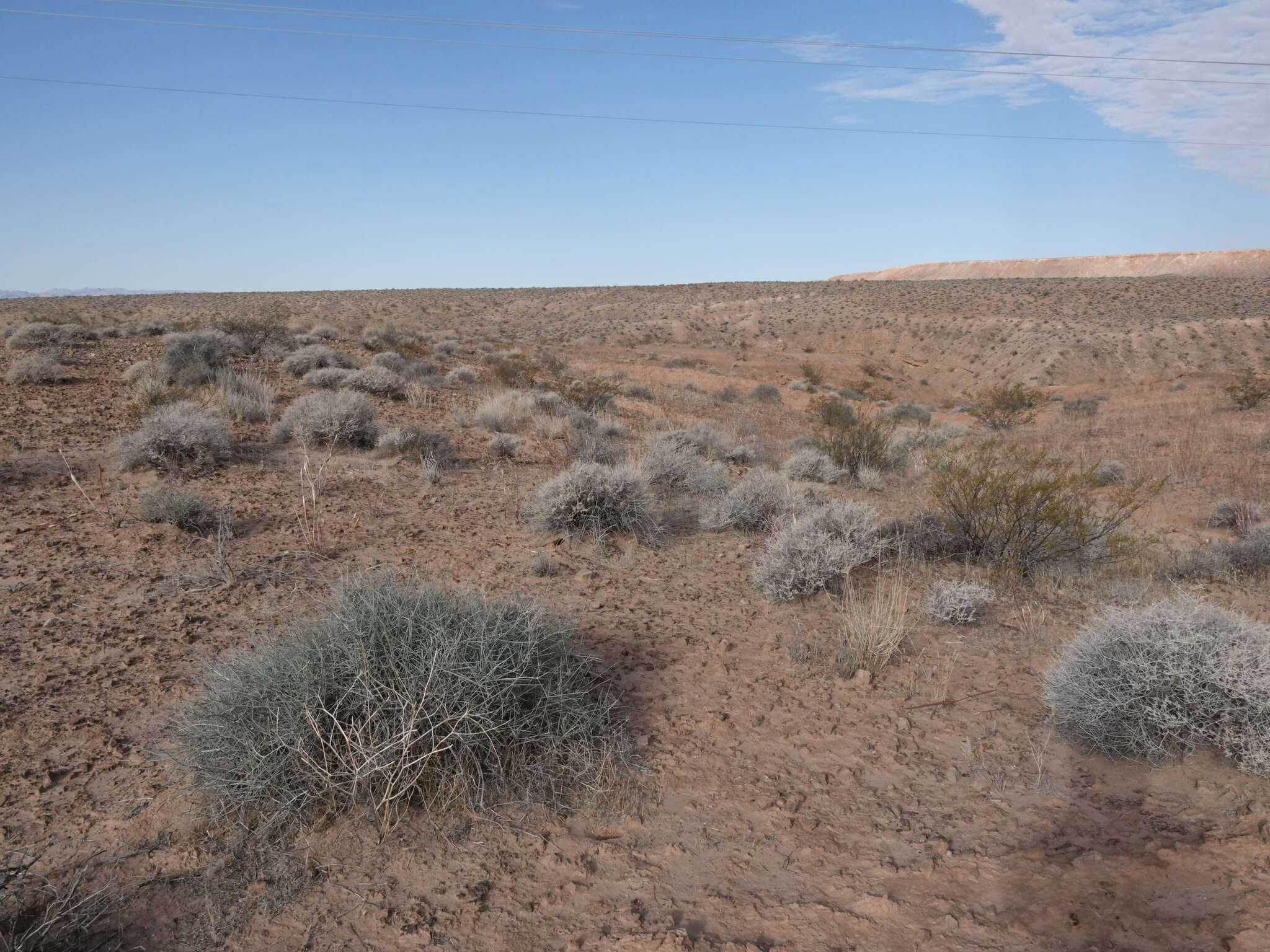 Image of Torrey Ephedra