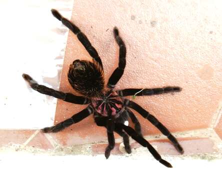 Image of Amazon Blue Bloom Birdeater Tarantula