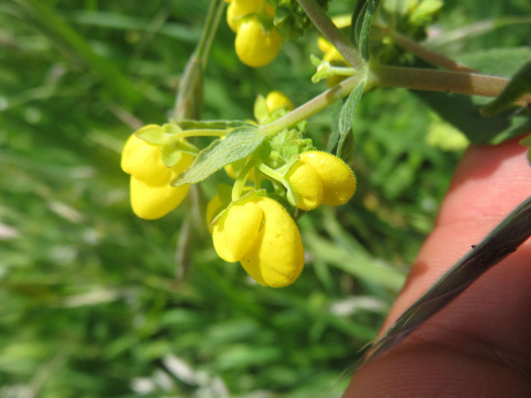 Image of Calceolaria integrifolia Murr.