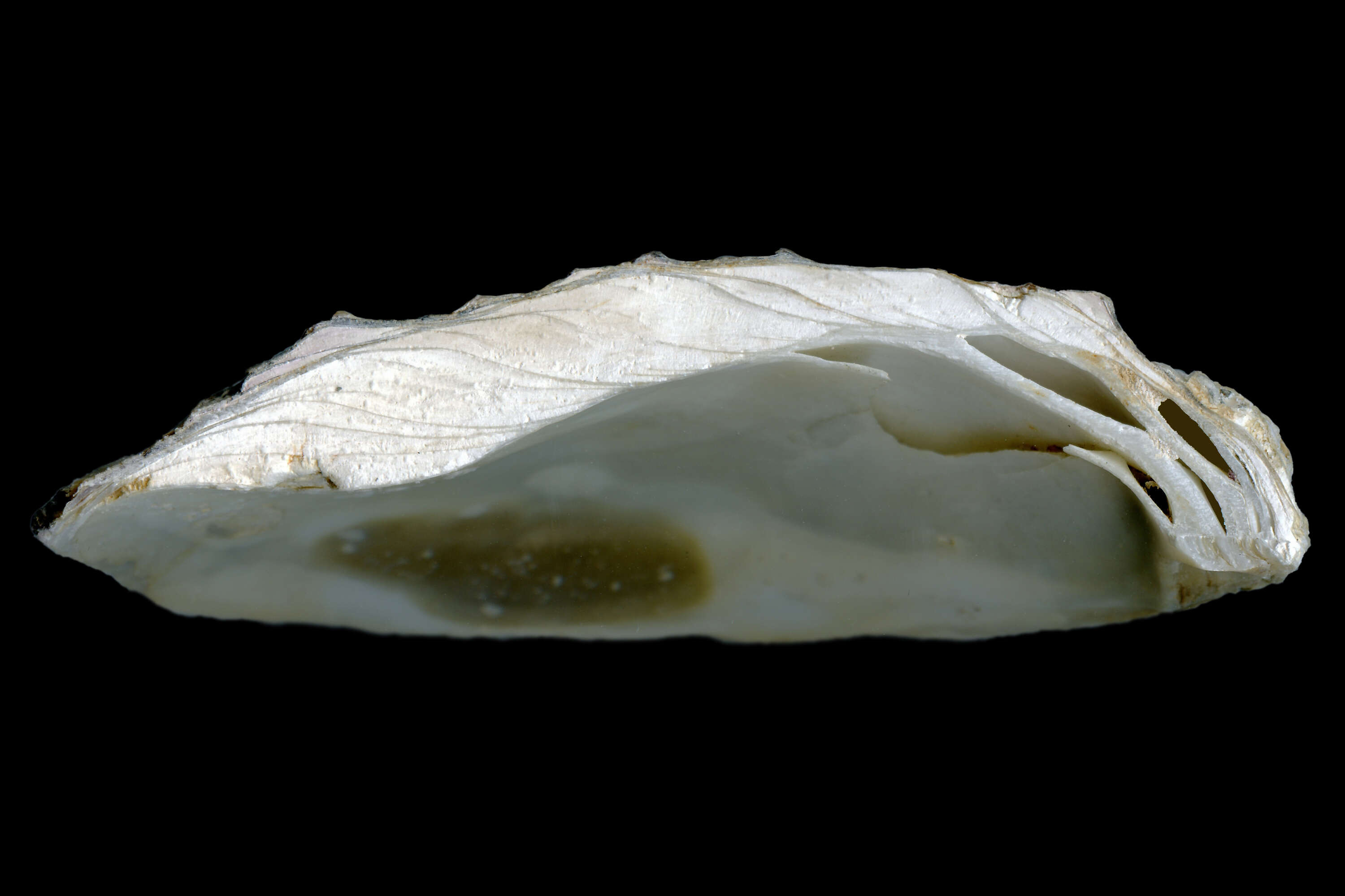 Image of Native oyster