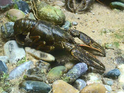 Image of Broad-clawed Crayfish