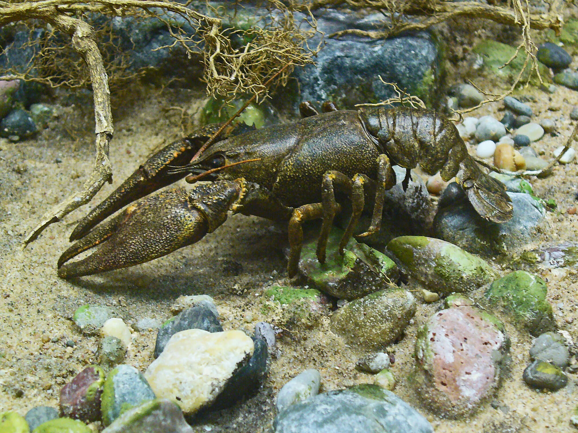 Image of Broad-clawed Crayfish