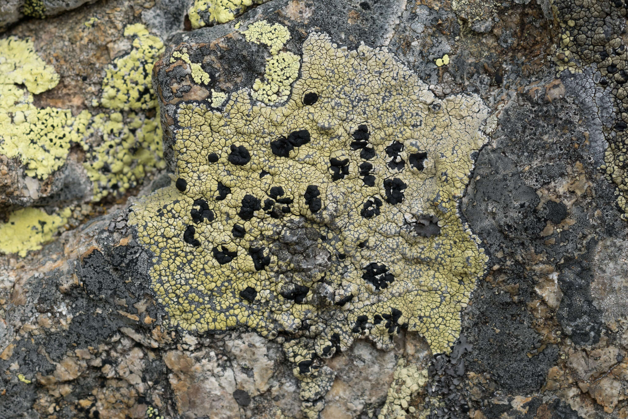 Image of Armenia tephromela lichen