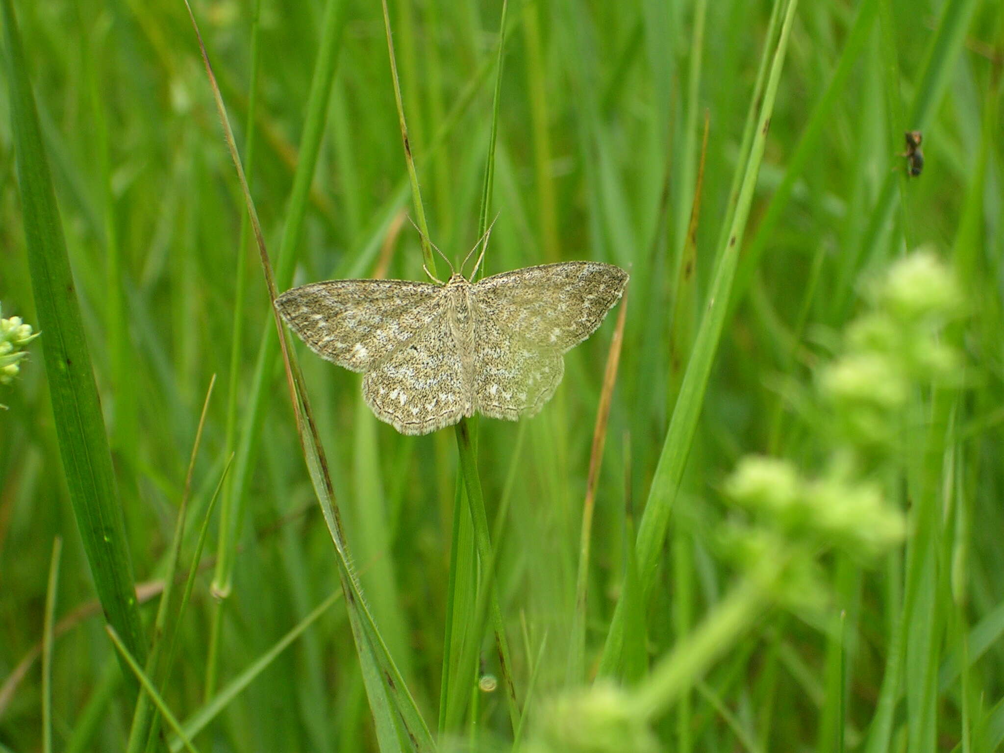 Scopula immorata Linnaeus 1758 resmi