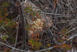 Image of Leucospermum royenifolium (Salisb. ex Knight) Stapf