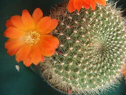 Image of Rebutia minuscula K. Schum.