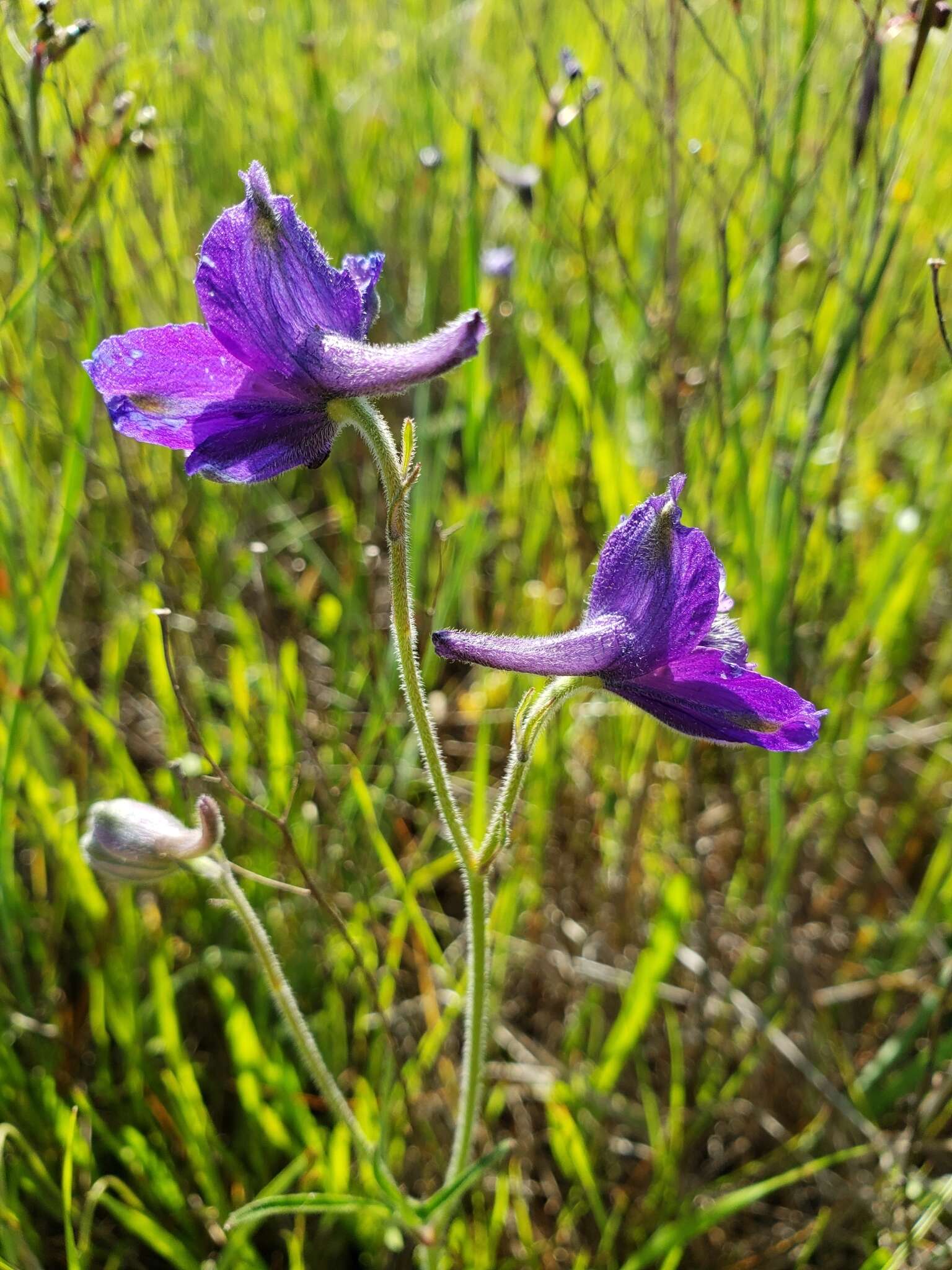 Image of royal larkspur