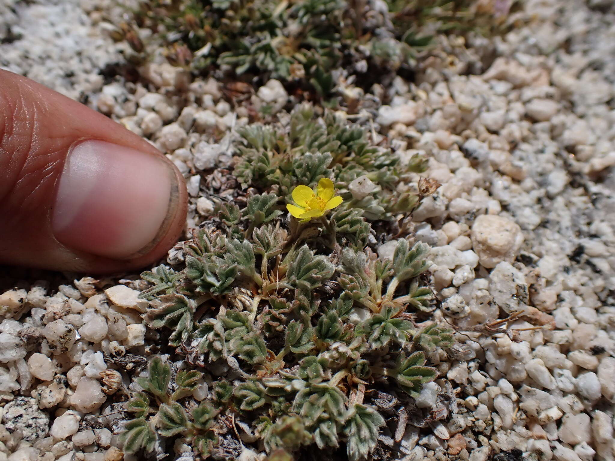 Image of silky cinquefoil