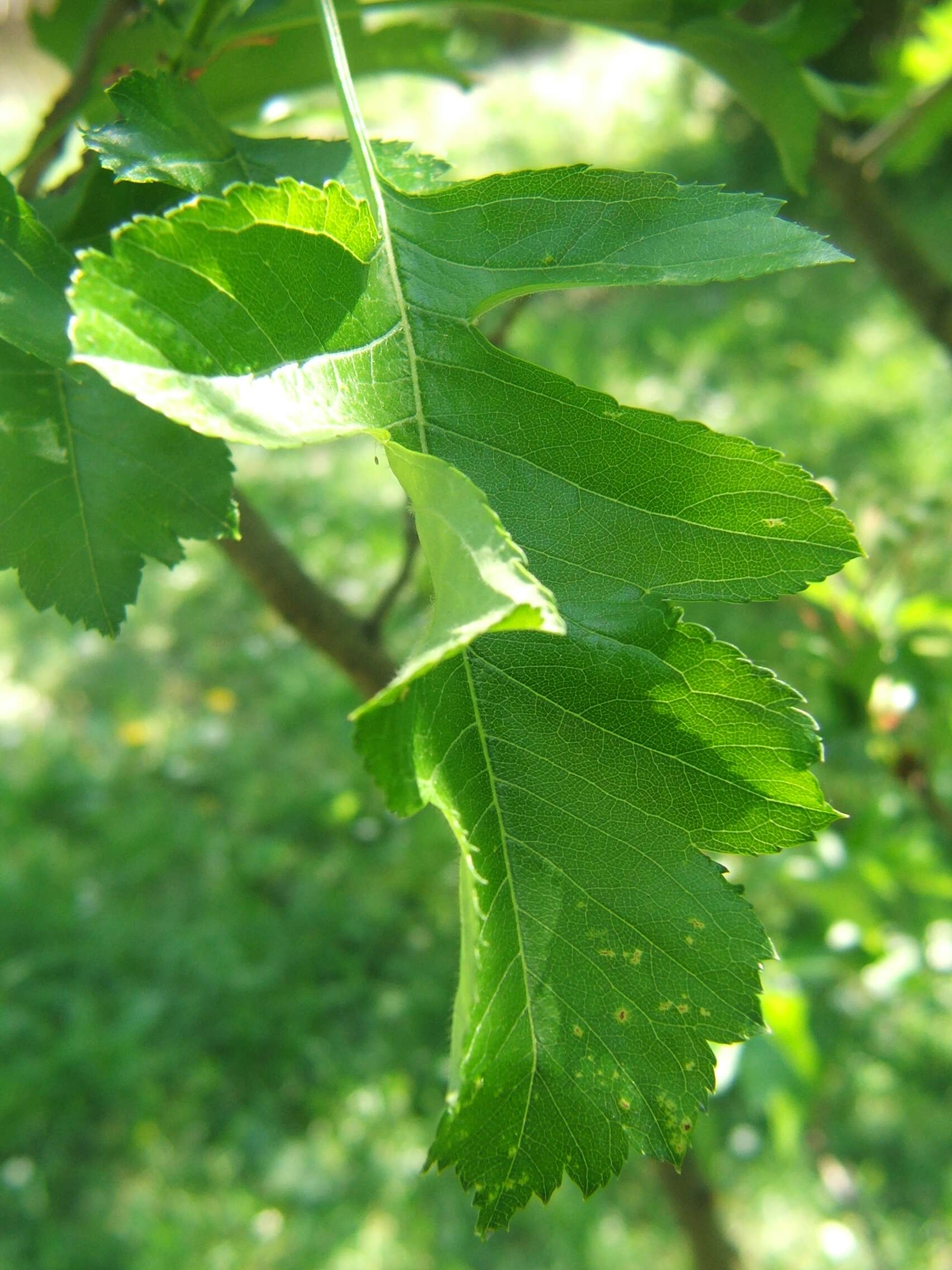 Image of Chinese Hawthorn