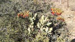 Image of Cotyledon velutina Hook. fil.