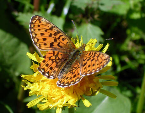 Plancia ëd Boloria euphrosyne