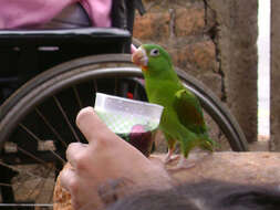 Image of Orange-chinned Parakeet