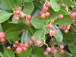 Imagem de Euonymus