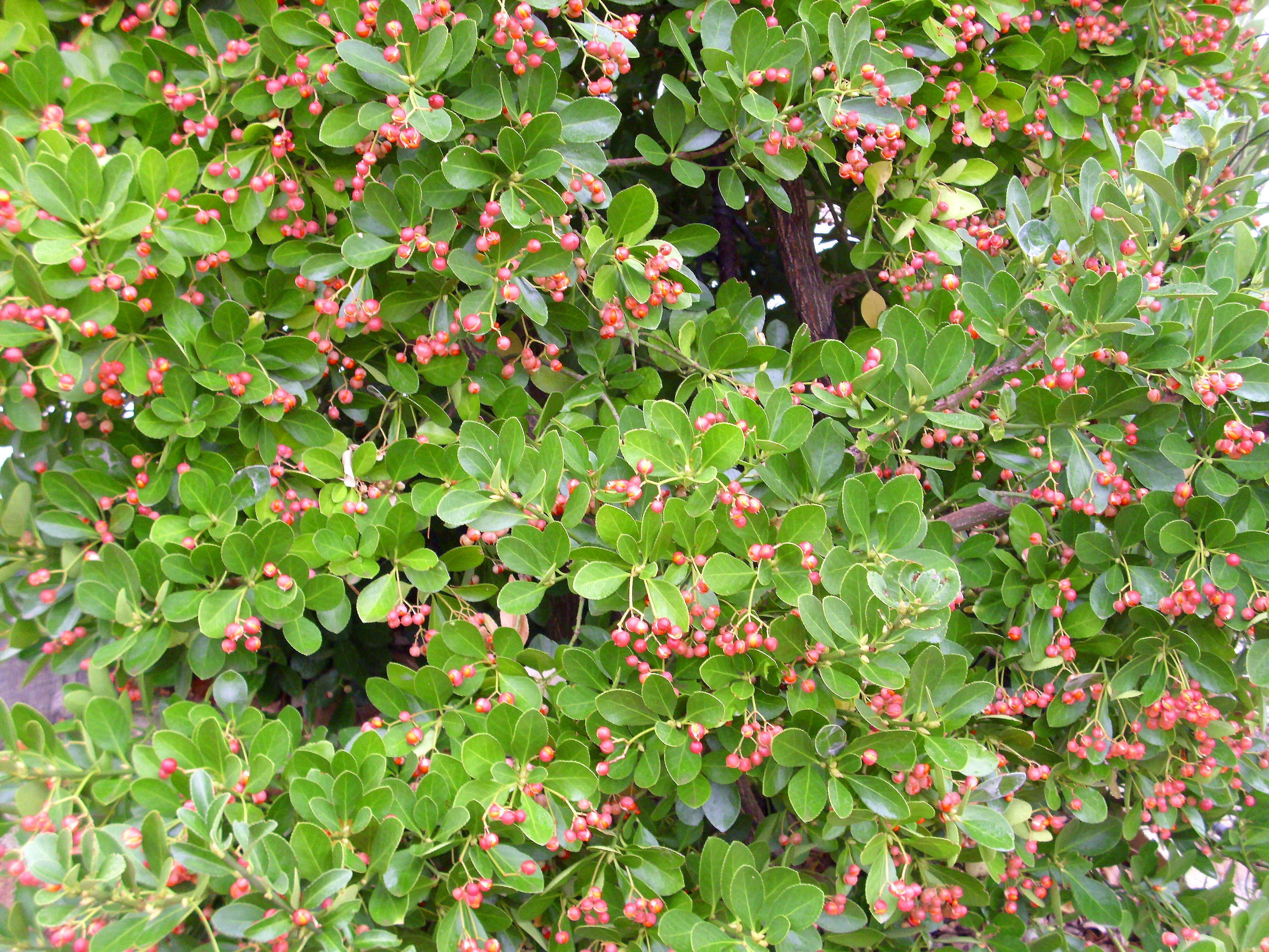 Plancia ëd Euonymus japonicus Thunb.