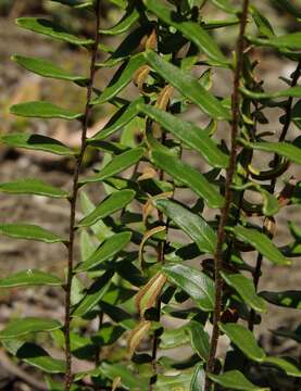 Image of Pellaea calidirupium Brownsey & Lovis