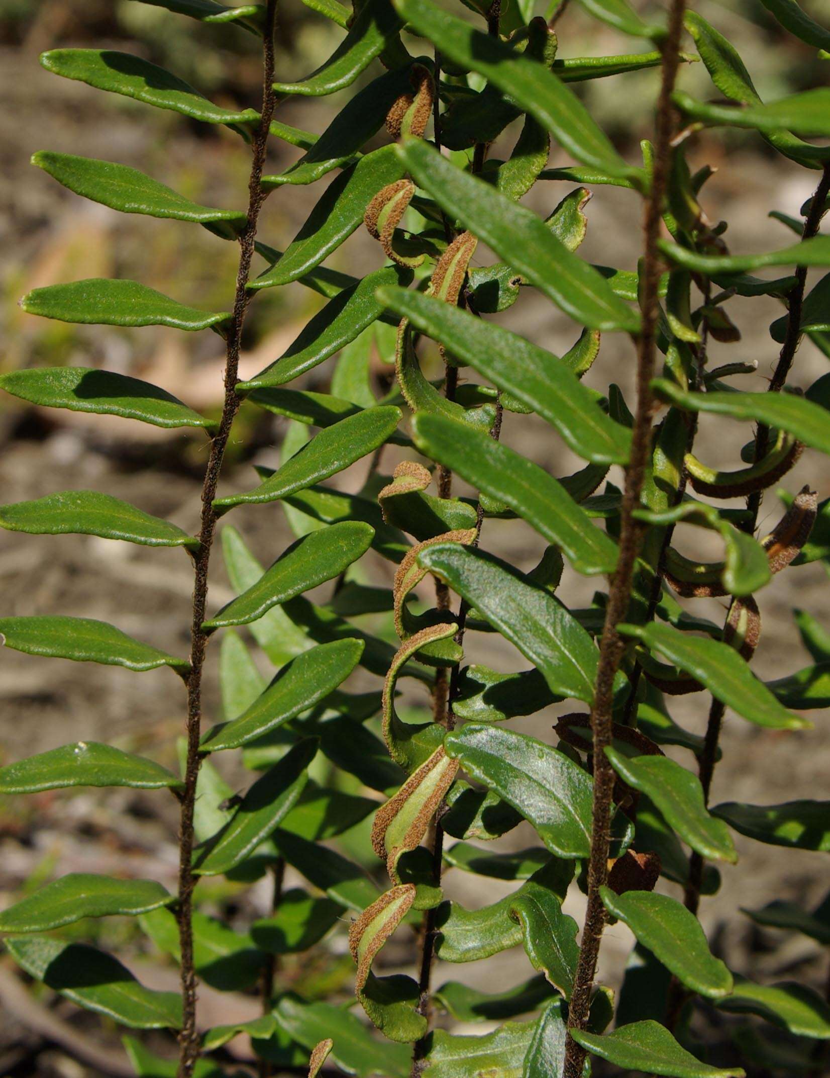 Image of Pellaea calidirupium Brownsey & Lovis