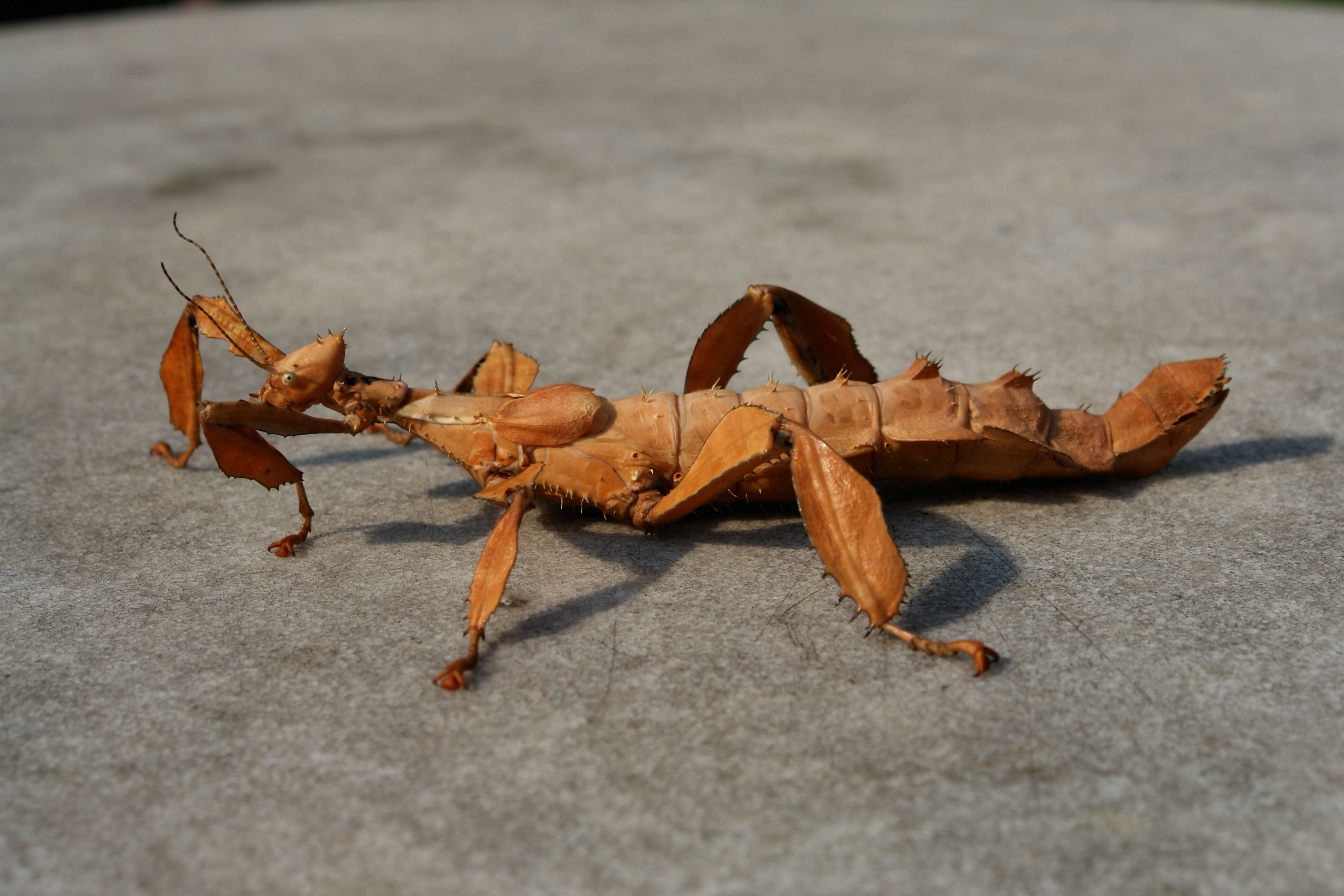 Image of giant stick insect