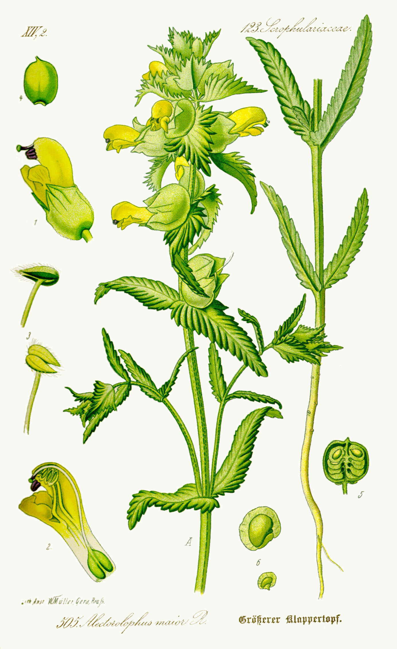 صورة Rhinanthus angustifolius C. C. Gmelin