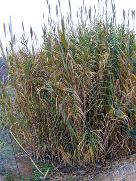 Image of giant reed